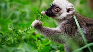Lemur bělohlavý patří k nejroztomilejším obyvatelům pražské zoo.