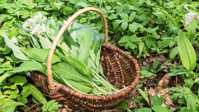 Nasbírejte si ho do zásoby a připravte si z něj doma třeba vynikající pesto.