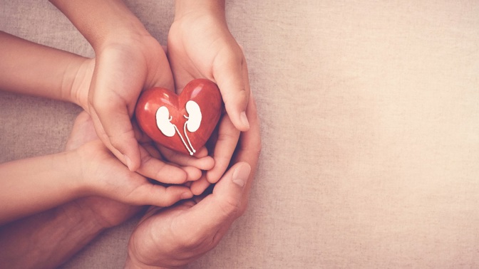 Ledviny totiž patří mezi klíčové orgány v našem těle, stejně jako třeba srdce či plíce. Bohužel jim ale nevěnujeme zaslouženou pozornost.