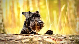 U psů a koček je včasné rozpoznání některých z přibližně 150 přenosných chorob pro majitele dost náročné a následky bývají často fatální.