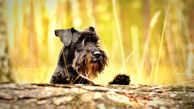 U psů a koček je včasné rozpoznání některých z přibližně 150 přenosných chorob pro majitele dost náročné a následky bývají často fatální.
