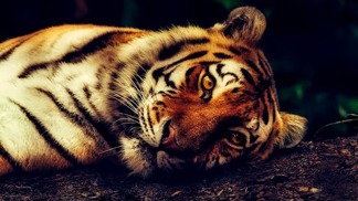 Obávaný tygr, moudrý slon? Jaké zvíře vás nejlépe vystihuje podle horoskopu!