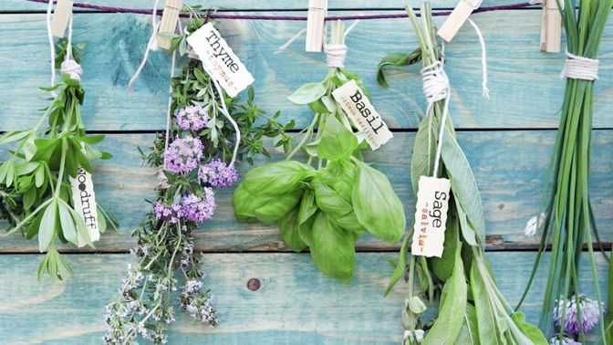 Jaké bylinky jsou na jaře ty nej?