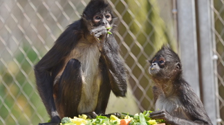 Chápan středoamerický