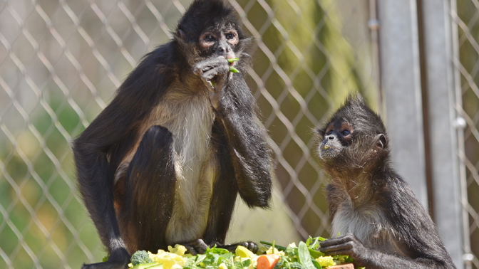 Chápan středoamerický