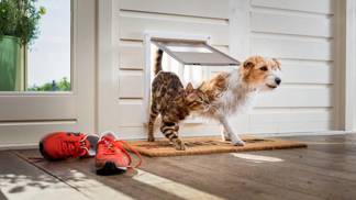 Všichni milovníci psů a koček vědí, že výběr vhodných antiparazitárních přípravků je nelehký úkol.