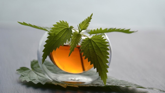 Domácím kopřivovým sirupem můžete sladit třeba čaj.