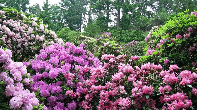 Skotečnou záplavou květů září Průhonický park právě v květnu, když kvetou rododendrony