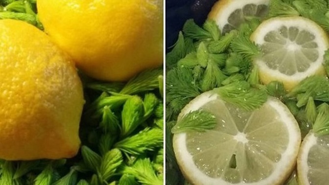 Vyrobte si léčivý smrkový sirup: Poradí si s nachlazením, uleví při rýmě i kašli a posílí imunitu