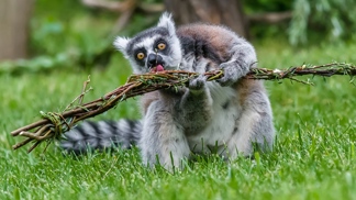O Velikonocích dostali pomlázku i lemuři