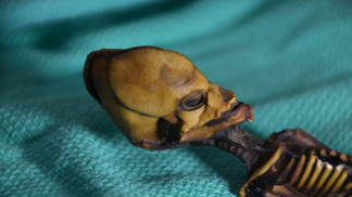 Dobře zachovalá kostra byla menší než lidské novorozeně a přitom byla daleko vyvinutější. Kosti odpovídají šestému až osmému roku života dítěte. I to odborníky nejdřív mátlo.