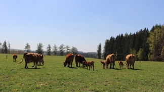 Pastviny, výběhy, čistý vzduch: Podívejte se, jak se žije kravám na bio farmách!