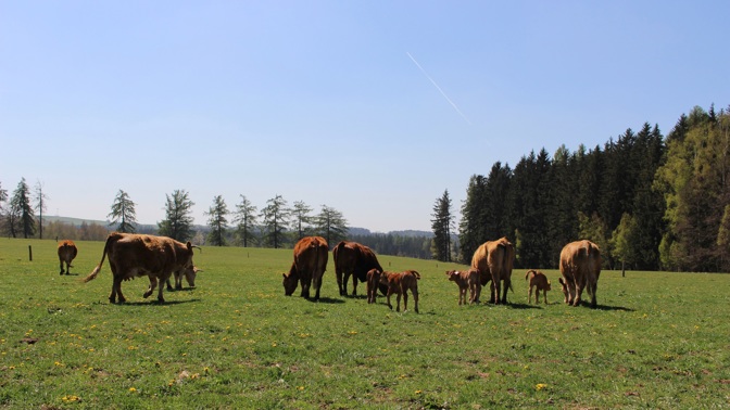 Pastviny, výběhy, čistý vzduch: Podívejte se, jak se žije kravám na bio farmách!