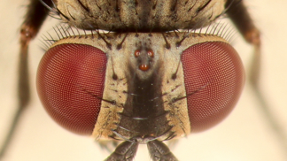 Hmyzí armáda číhá za dveřmi: Jak docílit toho, aby tam zůstala a nelétala dovnitř