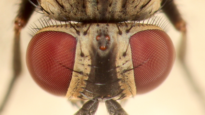 Hmyzí armáda číhá za dveřmi: Jak docílit toho, aby tam zůstala a nelétala dovnitř