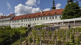 Vinice pod Strahovským klášterem