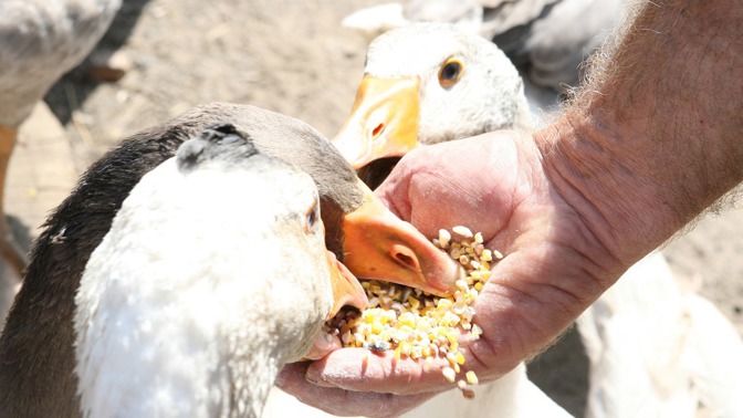 Ekologické vzdělávání pro děti připravují v SVČ Mozaika v Poličce: 11. projekt, který můžete podpořit