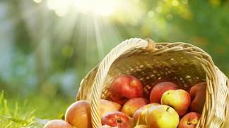 Většina odrůd letních jablek dozrává během července. Mají krátkou dobu skladování, proto je ideální je co nejdříve sníst nebo zpracovat