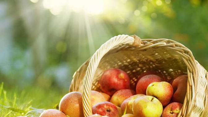 Většina odrůd letních jablek dozrává během července. Mají krátkou dobu skladování, proto je ideální je co nejdříve sníst nebo zpracovat