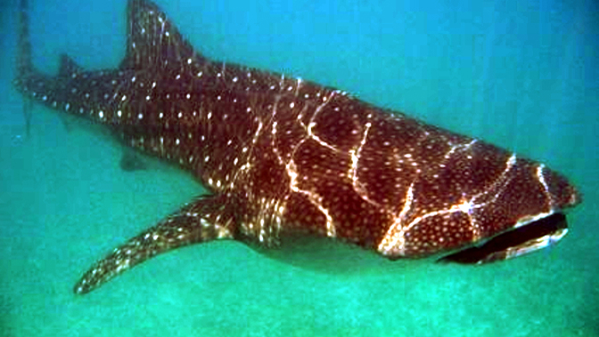 Než vyrazíte na dovolenou k moři, tušíte, kteří podivní živočichové žijí ve vodních hlubinách?