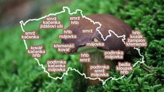 Kam vyrazit na hřiby, májovky nebo bedly?