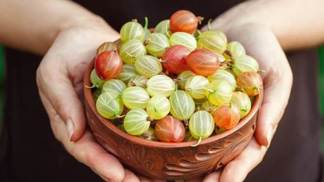 Angrešt je velmi zdravý a chutný, jen to chce s ním umět zacházet.