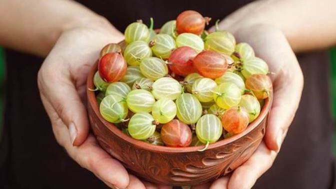 Angrešt je velmi zdravý a chutný, jen to chce s ním umět zacházet.