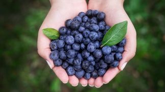 První borůvková sklizeň z Moravy. Nasbíralo se 40 tun!