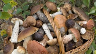 Houbové žně jsou tady! Vyrazte do lesa co nejdříve!