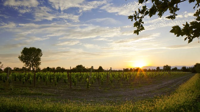 Kde se vzalo a proč nám tak chutná?  Prosecco, hit posledních let, který dobyl svět