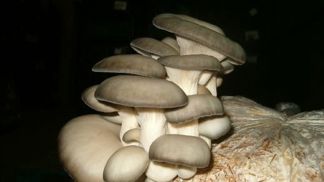 Hlíva se dá pěstovat na slámě.