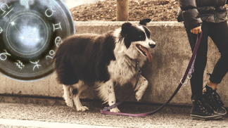 Zvíře šité na míru podle hvězd: Štír by si měl pořídit hada, zasněné ryby králíka