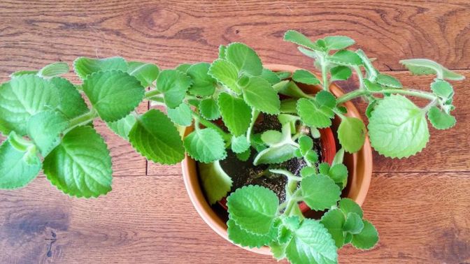 Rýmovník při rýmě a ucpaném nosu pomáhá svou vůní – pomocí inhalace z rozmačkaných listů napomůžete k rychlejšímu uzdravení. Je doporučován i astmatikům.