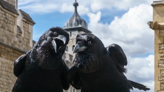Slavná krkavčí pověst varuje před rozpadem Velké Británie. Připomínají ji před brexitem