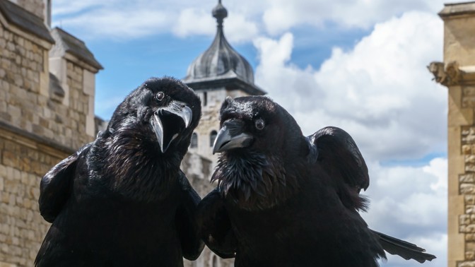 Slavná krkavčí pověst varuje před rozpadem Velké Británie. Připomínají ji před brexitem