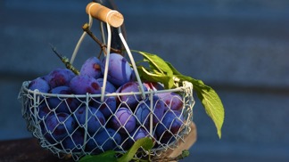 Pečený čaj nebo sirup pro dospělé: Osvědčené metody zpracování švestek