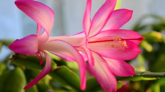 7 důvodů, proč byste si letos měli pořídit vánoční kaktus