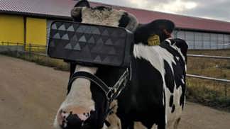 Pastva pro oči: Ruské krávy nosí 3D brýle, aby produkovaly více mléka