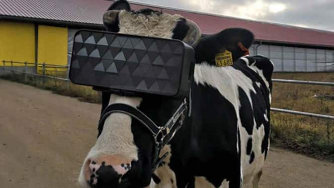 Pastva pro oči: Ruské krávy nosí 3D brýle, aby produkovaly více mléka