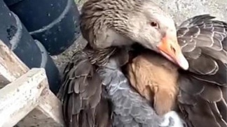 Fotka, která dojímá svět: Prokřehlé štěňátko zachránila husa