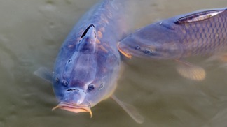 Většina Čechů si stále nedokáže představit Vánoce bez kapra