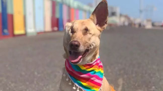 Sedmnáctkrát postřelená fenka Maggie přežila peklo: Stala se hvězdou internetu a pomáhá lidem