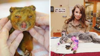 Požáry v Austrálii už vzaly život půl miliardě zvířat. Koaly zachraňuje rodina legendárního lovce krokodýlů Steva Irwina