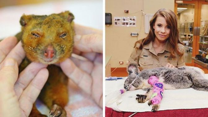 Požáry v Austrálii už vzaly život půl miliardě zvířat. Koaly zachraňuje rodina legendárního lovce krokodýlů Steva Irwina