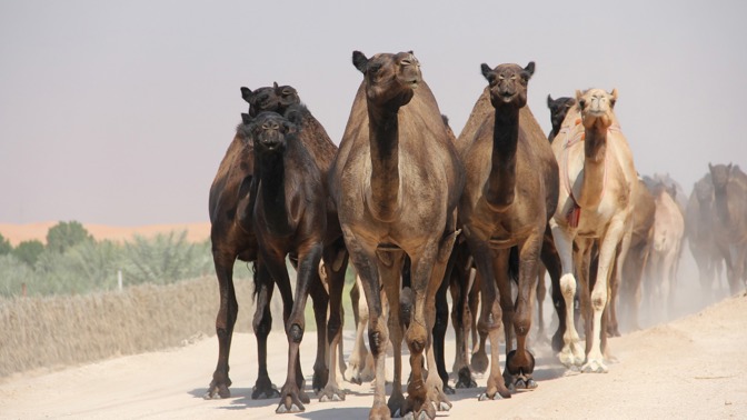 V Austrálii zastřelí okolo deseti tisíc velbloudů, kteří jsou zoufale žízniví a ohrožují lidi