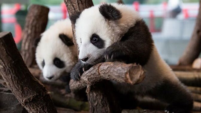 Pandí dvojčata Pit a Paule se přestávají ukrývat. Návštěvníci berlínské zoo už je mohou vidět na vlastní oči