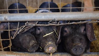 Reklamní akce, která pobouřila svět. Číňané shodili prasátko na gumě ze 70 metrů