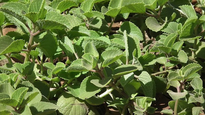 Nemocných s horečkou, rýmou a kašlem jsou plné ordinace. Vy se nyní můžete vykurýrovat za pomoci rýmovníku.
