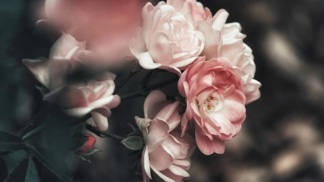 Květiny podle horoskopu: Které se hodí pro jednotlivá znamení zvěrokruhu