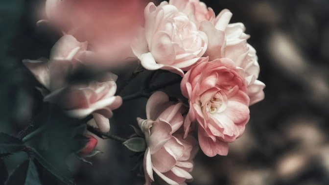 Květiny podle horoskopu: Které se hodí pro jednotlivá znamení zvěrokruhu